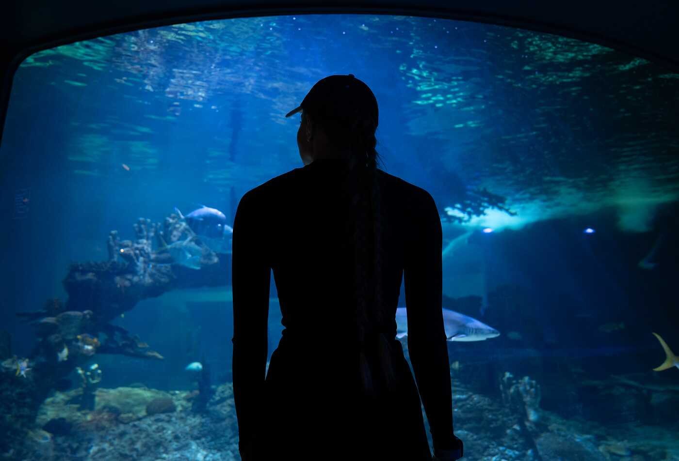 ASU Online masters student from the School of Ocean Futures working on marine conservation during their career as a sea lion trainer at Wildlife World Zoo.