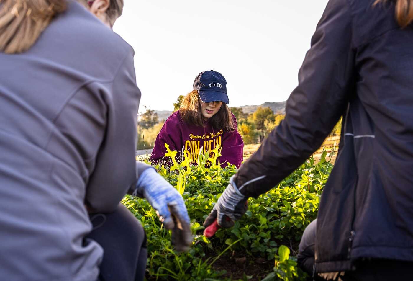 Arizona State University Rob Walton College of Global Futures students gardening at ASU Farm as they expand their sustainable food systems experience.