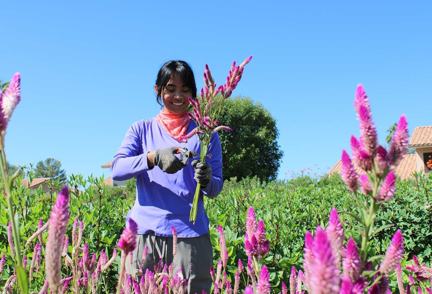 ASU sustainable food systems student working in the field as part of an internship through the USDA NexGen Scholar program supported by the Swette Center for Sustainable Food Systems