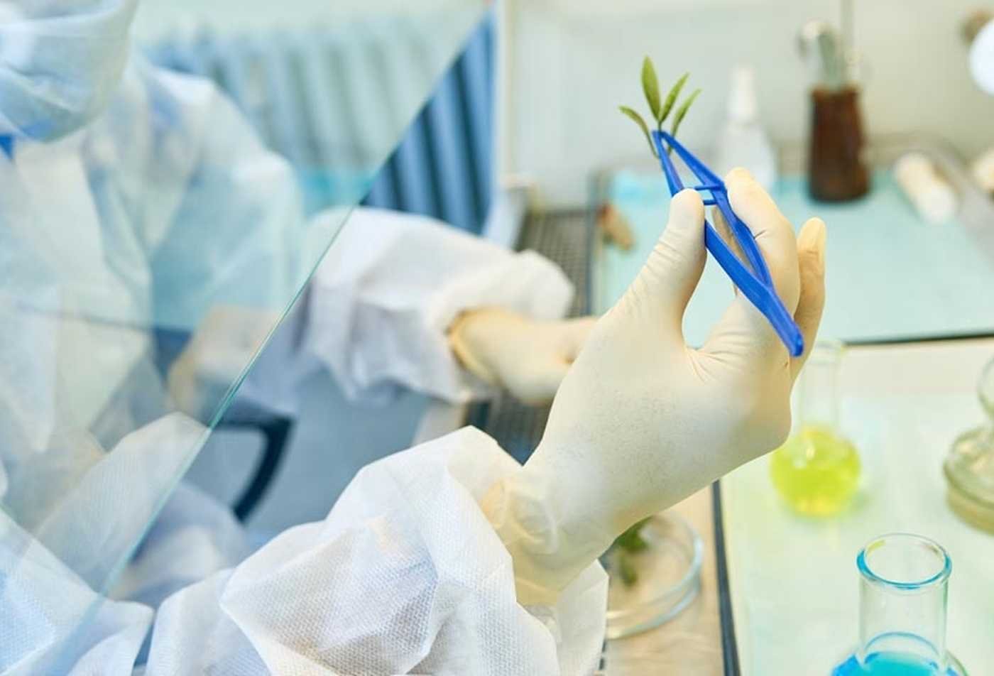 A researcher examines a plant speciman in a lab environment, showcasing hands-on learning in the BS in Nutritional Science