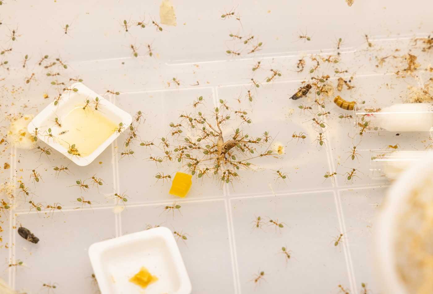 Ants from The Social Insect research group eat some sampled food, showcasing the field explored in the PhD in Animal Behavior.