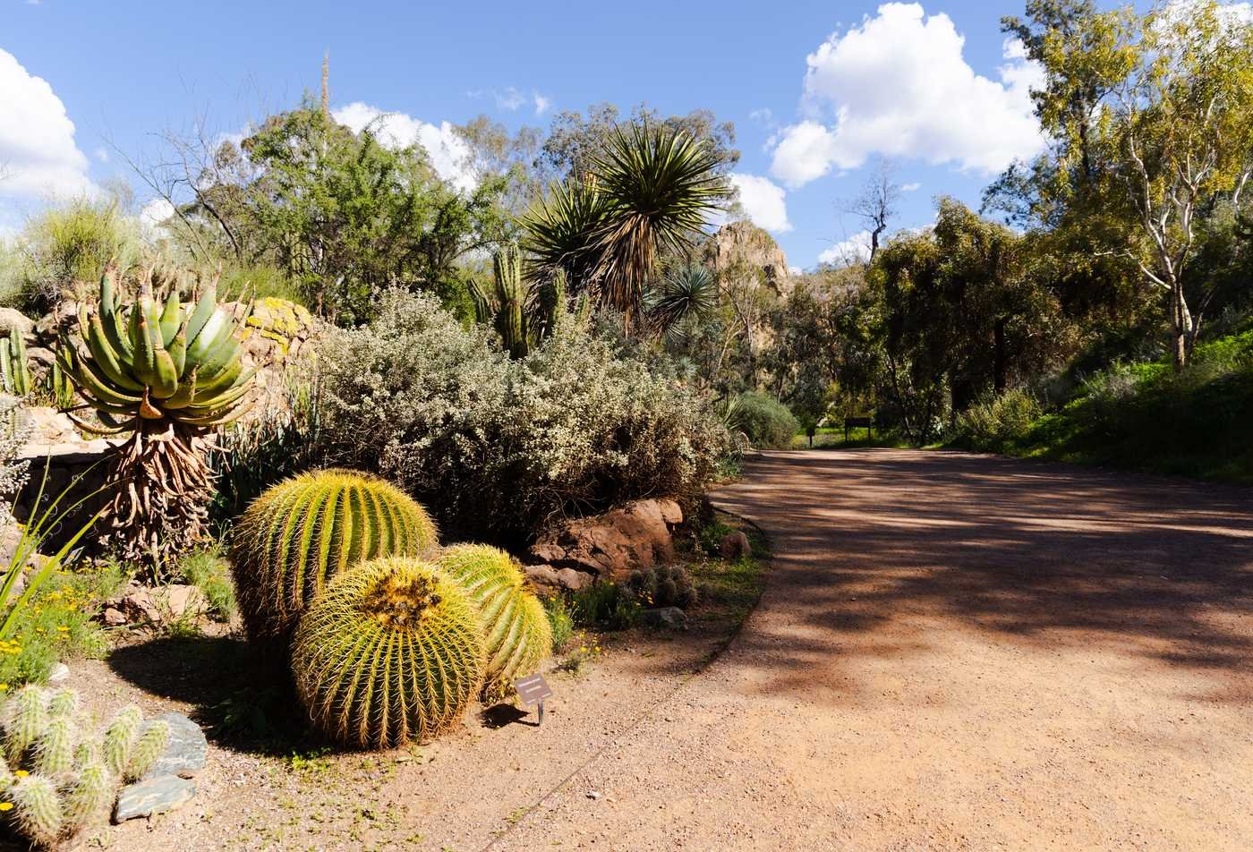 A beautiful desert landscape symbolizes field explored in the MS in Plant Biology and Conservation.
