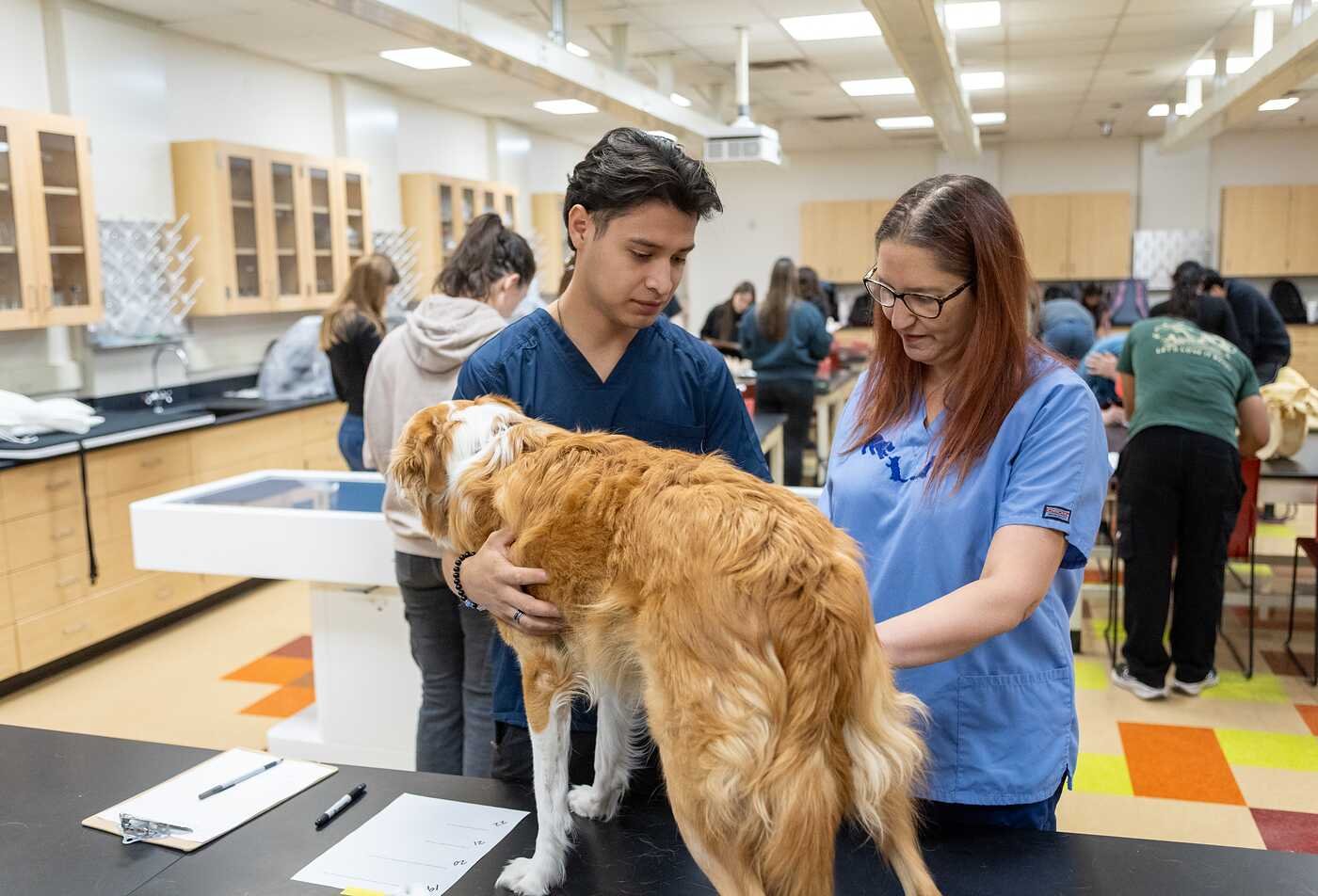 A student and instructor examine a dog in a veterinary classroom, in ASU’s Applied Biological Sciences preveterinary medicine program