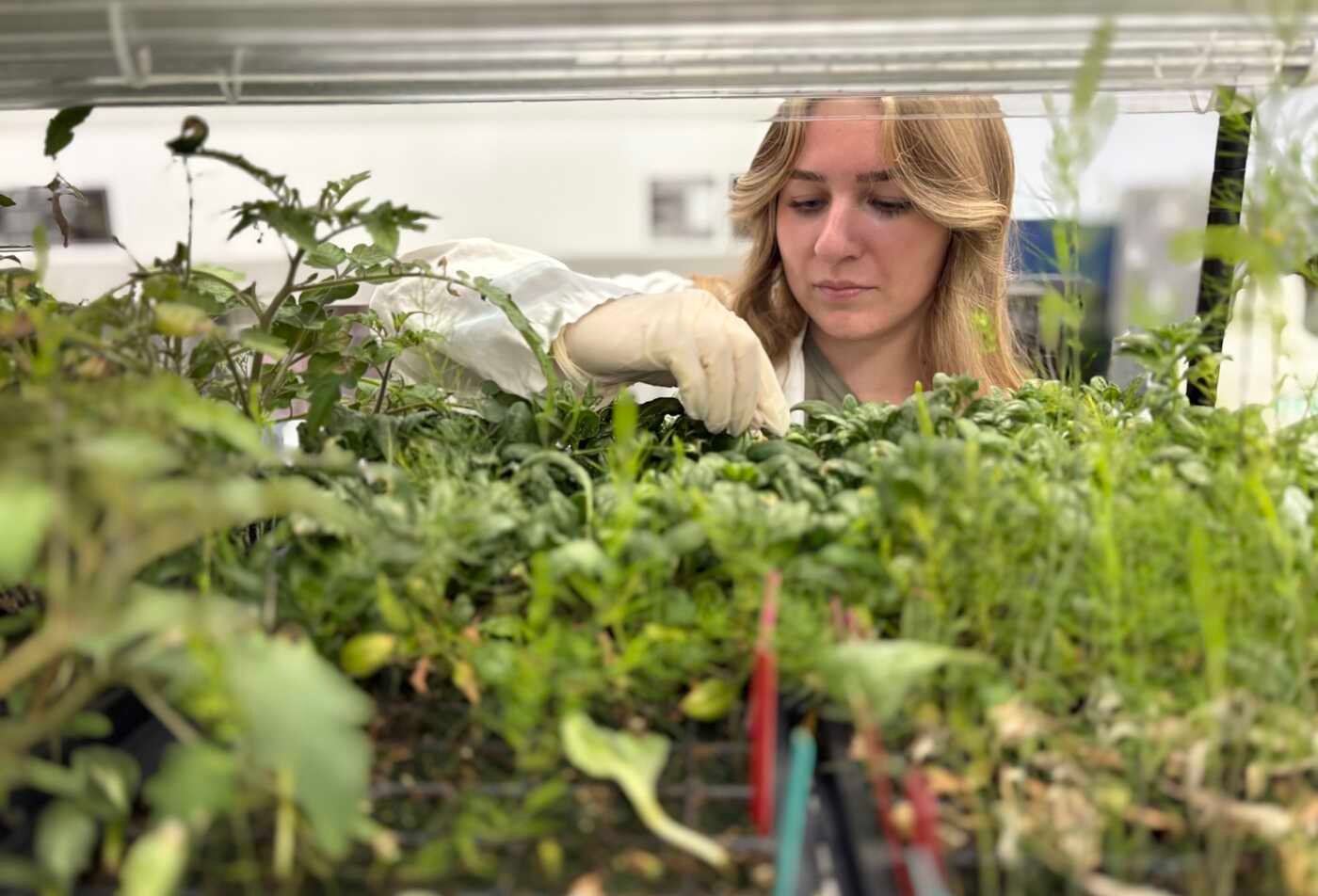 A researcher tends plants in a controlled indoor growing space, highlighting sustainable cultivation in ASU's Indoor Farming certificate.
