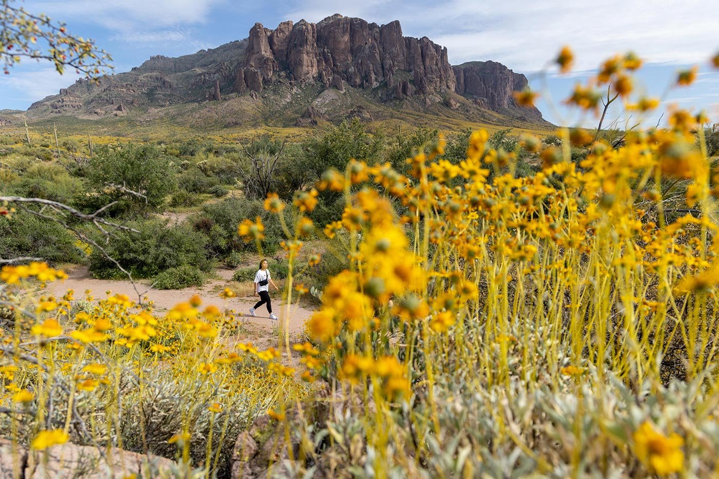 A hiker walks a wildflower-lined trail beneath desert mountains, echoing the outdoor exploration at the heart of ASU's Sustainable Tourism degree.