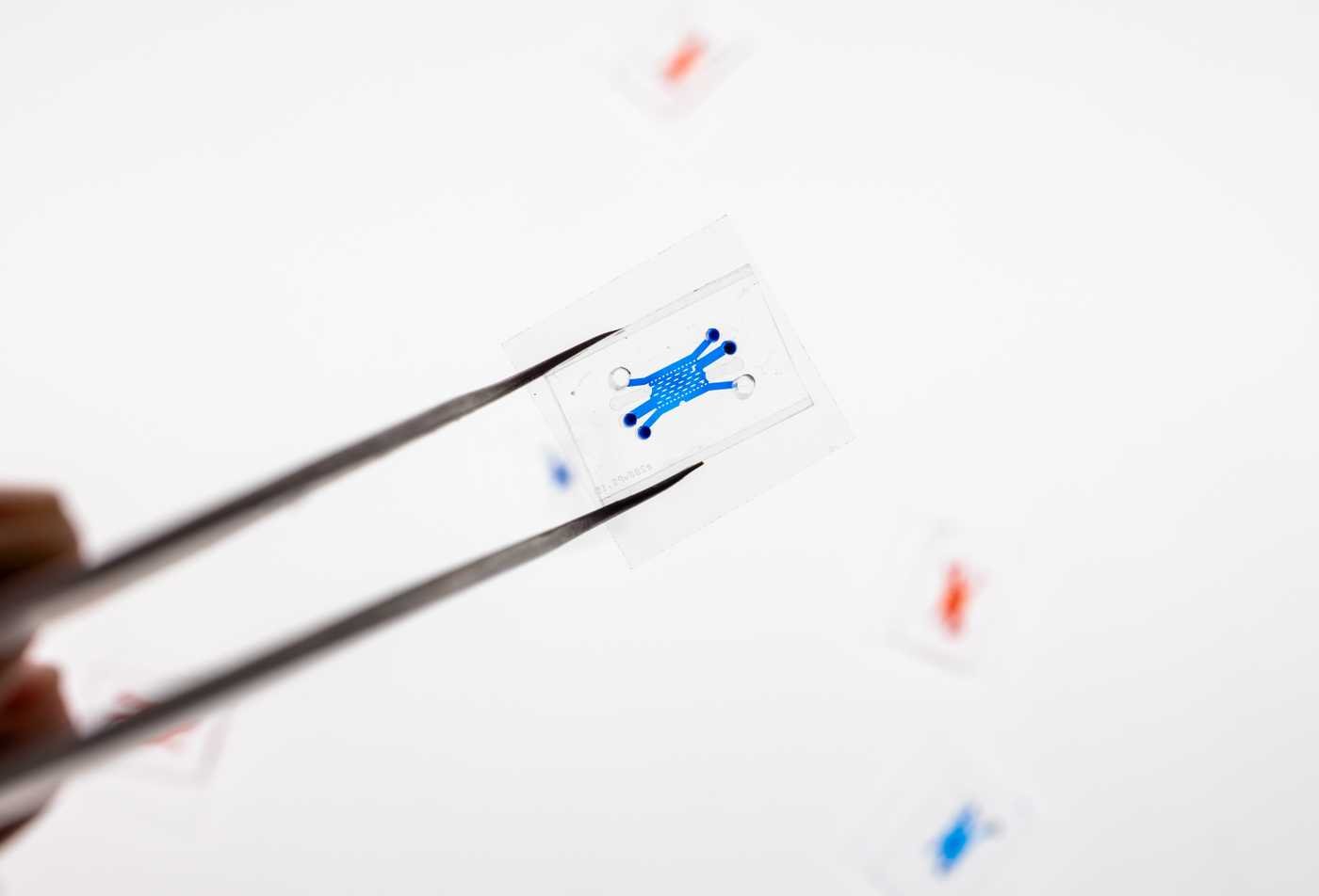 A researcher handles a specimen slide with precision, highlighting laboratory investigation in ASU's Biomedical Research certificate.