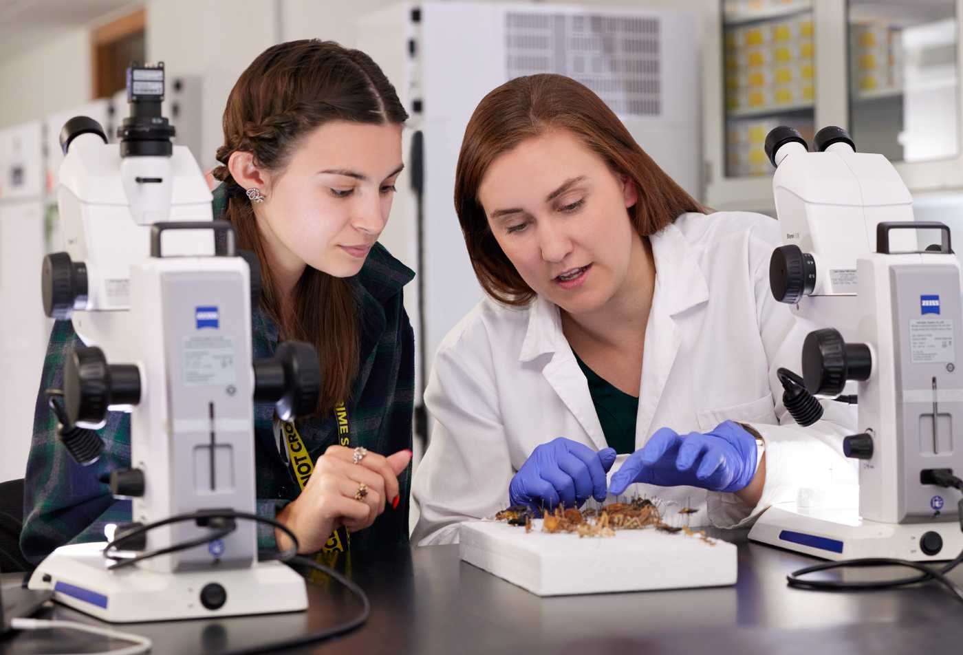 Researchers examine specimens with microscopes, showcasing scientific investigation in ASU's Forensic Science (Death Investigations), BS program.