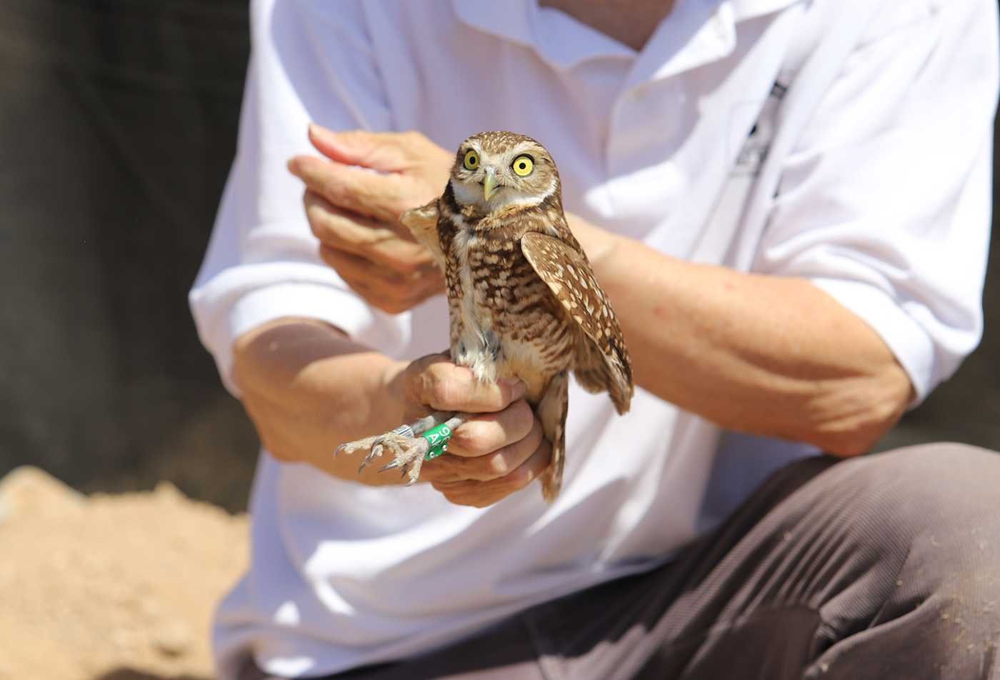 A researcher holds a tagged owl during fieldwork, reflecting hands-on learning in ASU's Biology (Environmental Justice), BS program.